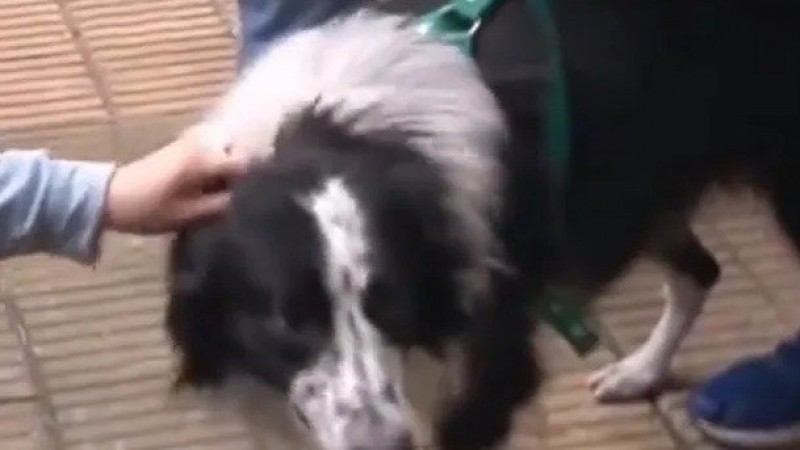 Video: un hombre le dio una fuerte golpiza a un perro y la policía liberó al animal